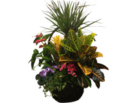 comprar Cesta de Plantas variadas