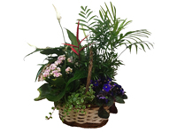 comprar Cesta de Plantas variadas