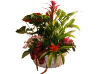 comprar Cesta de Plantas variadas