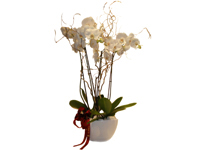 comprar Arreglo de orquideas