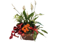 comprar Cesta con plantas